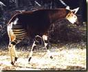 OKAPI4.jpg